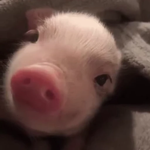 🐽 Стикер «pigspack» для Telegram