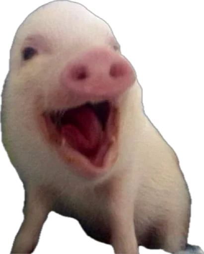 🐽 Стикер «pigspack» для Telegram