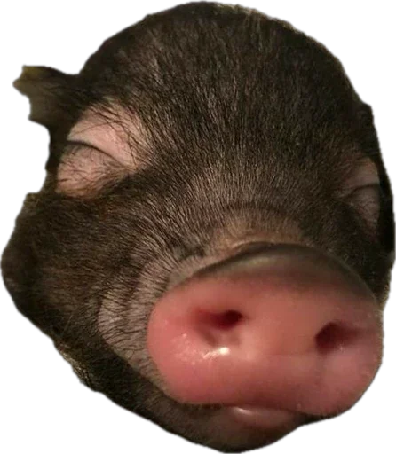 🐽 Стикер «pigspack» для Telegram