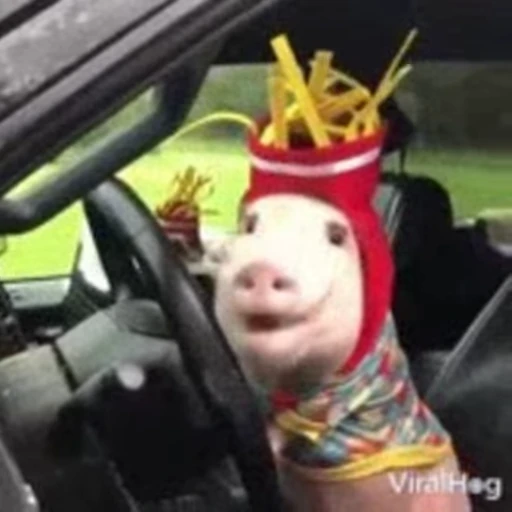 🐽 Стикер «pigspack» для Telegram