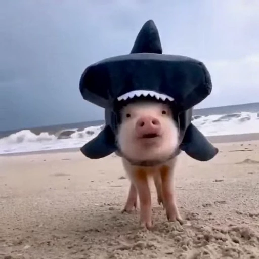 🐽 Стикер «pigspack» для Telegram