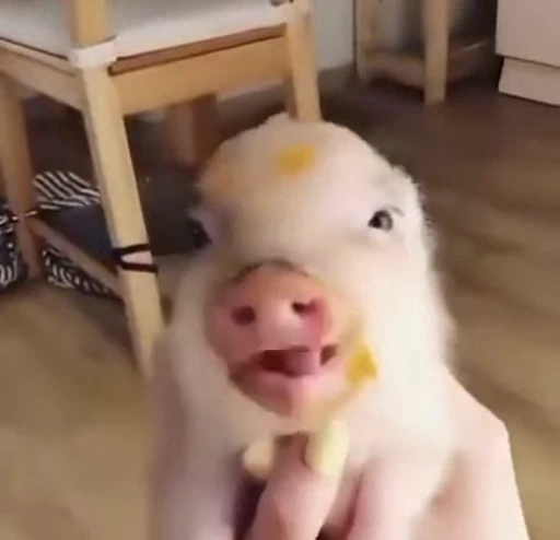 🐽 Стикер «pigspack» для Telegram
