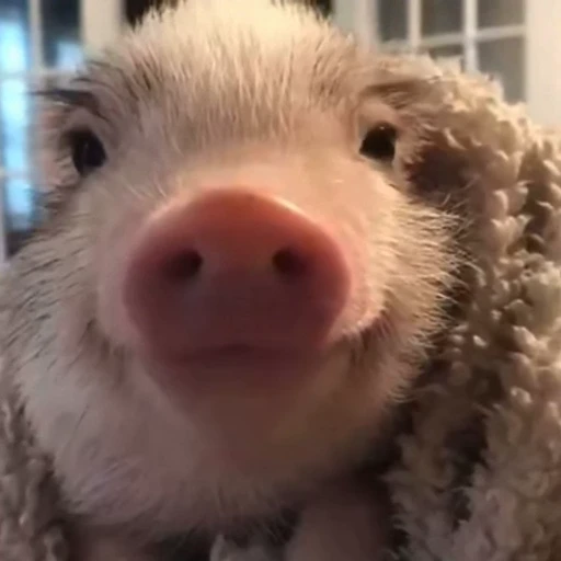 🐽 Стикер «pigspack» для Telegram