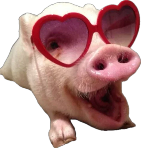 🐽 Стикер «pigspack» для Telegram