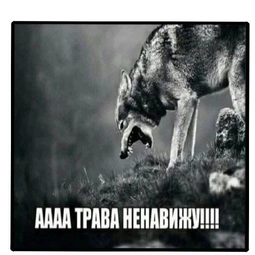 🤬 Стикер «Пикчи (ingysk64)» для Telegram