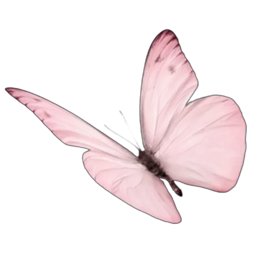 🦋 Стикер «розовые мечты» для Telegram