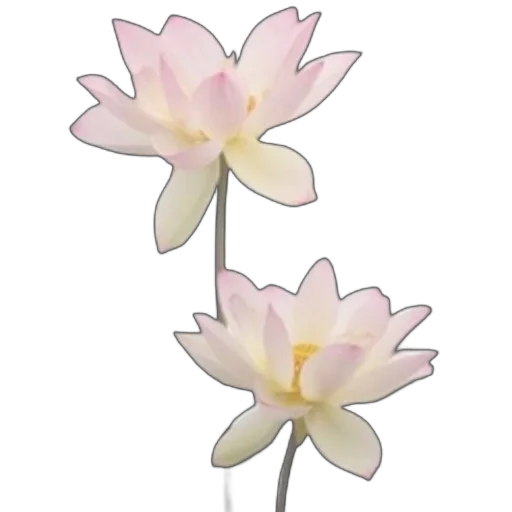 🌸 Стикер «розовые мечты» для Telegram