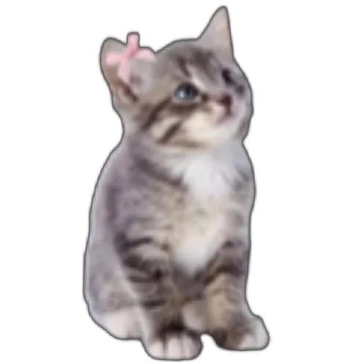 🐱 Стикер «розовые мечты» для Telegram