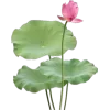 Стикер 35 Pink Green