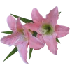 Стикер 29 Pink Green