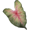 Стикер 19 fairy aura