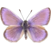 Стикер 47 fairy aura