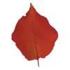 Стикер 10 Pink Brown Autumn
