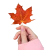 Стикер 12 Pink Brown Autumn