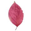 Стикер 14 Pink Brown Autumn