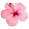 Стикер 20 pink #розовые #pink