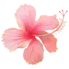 Стикер 42 pink #розовые #pink