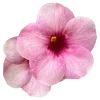 Стикер 46 pink #розовые #pink