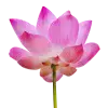 Стикер 38 pink #розовые #pink