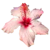 Стикер 37 pink #розовые #pink