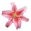 Стикер 36 pink #розовые #pink