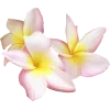 Стикер 24 pink #розовые #pink