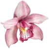 Обложка набора pink #розовые #pink