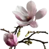 Стикер 53 pink #розовые #pink