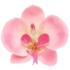 Стикер 19 pink #розовые #pink