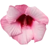 Стикер 48 pink #розовые #pink