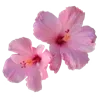 Стикер 7 pink #розовые #pink