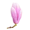 Стикер 40 pink #розовые #pink