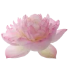Стикер 52 pink #розовые #pink