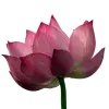 Стикер 34 pink #розовые #pink