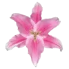 Стикер 43 pink #розовые #pink