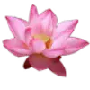 Стикер 6 pink #розовые #pink