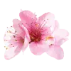 Стикер 44 pink #розовые #pink