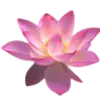 Стикер 5 pink #розовые #pink