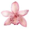 Стикер 18 pink #розовые #pink