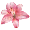 Стикер 17 pink #розовые #pink
