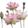 Стикер 14 pink #розовые #pink