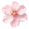 Стикер 15 pink #розовые #pink
