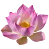 Стикер 27 pink #розовые #pink