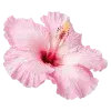 Стикер 51 pink #розовые #pink