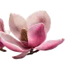 Стикер 29 pink #розовые #pink