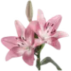 Стикер 4 pink #розовые #pink