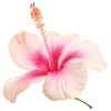 Стикер 35 pink #розовые #pink
