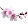 Стикер 31 pink #розовые #pink