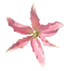 Стикер 34 ᅠ 𔓘 Pingresa