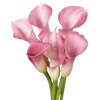Стикер 35 ᅠ 𔓘 Pingresa